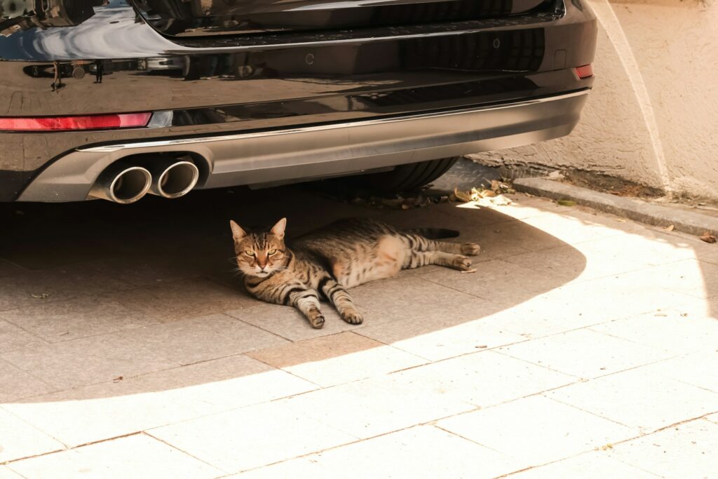 SSC CDMX lanza recomendaciones para cuidar del calor a perros y gatos