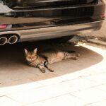 SSC CDMX lanza recomendaciones para cuidar del calor a perros y gatos