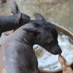 Cámara de Diputados aprueba crear el Día Nacional del Xoloitzcuintle