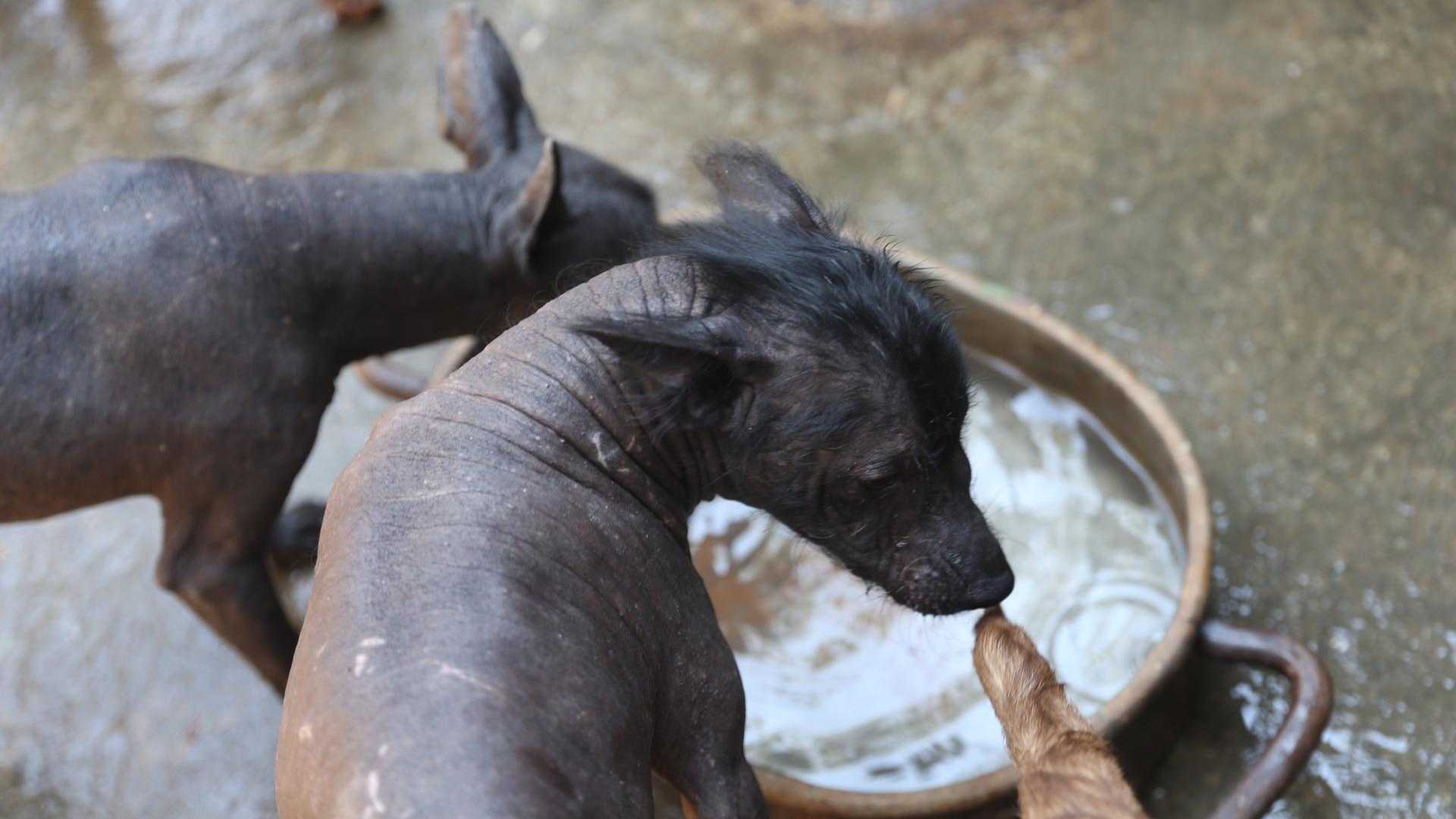 Cámara de Diputados aprueba crear el Día Nacional del Xoloitzcuintle