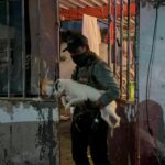 Rescatan a 42 perros en Coatzacoalcos, Veracruz