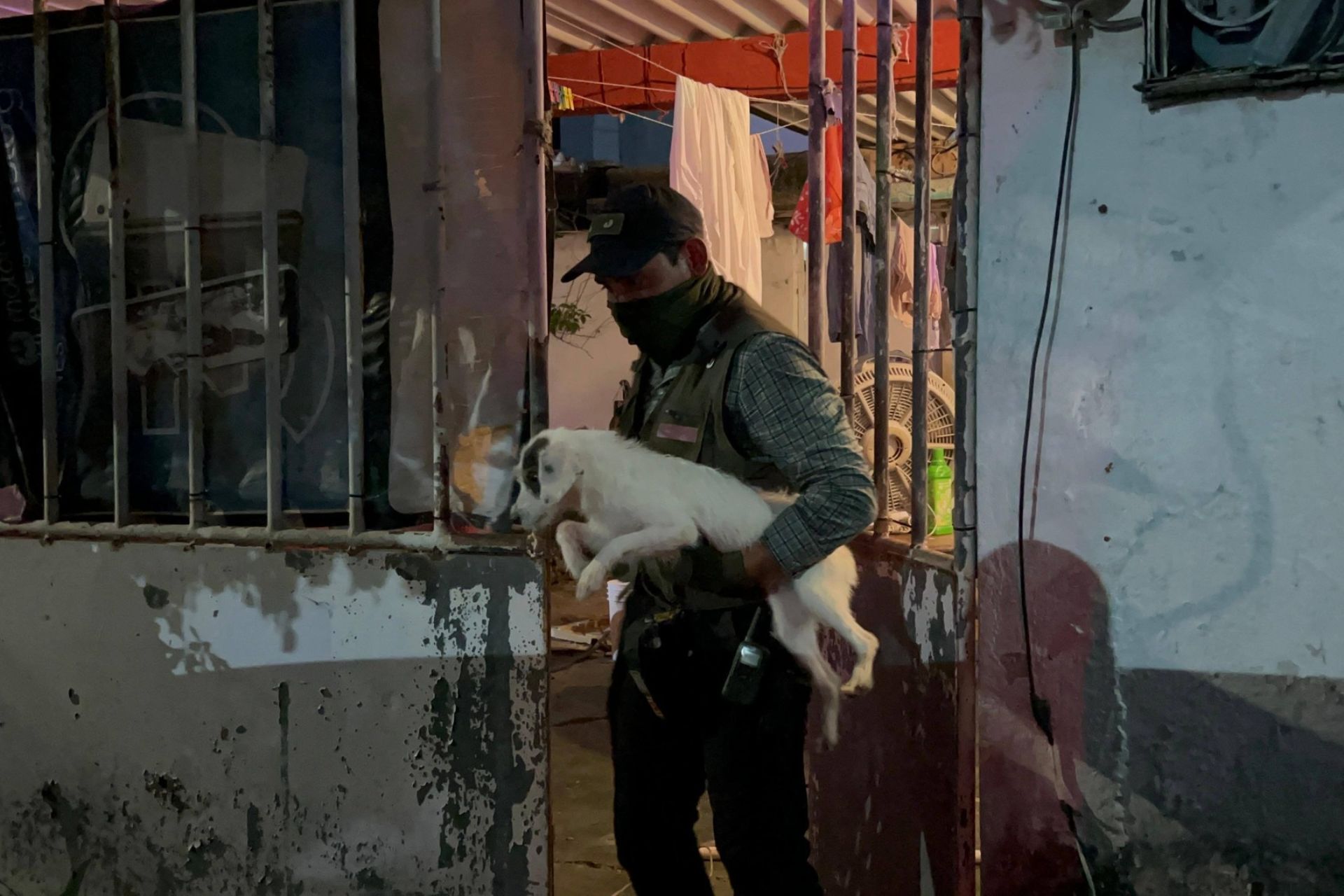 Rescatan a 42 perros en Coatzacoalcos, Veracruz