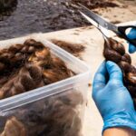 Veracruz impulsa donación de cabello para contener contaminación de hidrocarburos