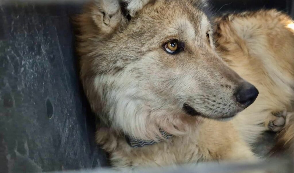 Reintroducen con éxito a familia de lobos mexicanos en Durango