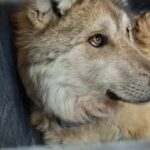 Reintroducen con éxito a familia de lobos mexicanos en Durango