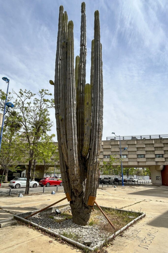 En España intentan rescatar un cactus gigante de mil 500 años regalado por México - en-espana-intentan-rescatar-un-cactus-gigante-de-mil-500-anos-regalado-por-mexico-2-683x1024