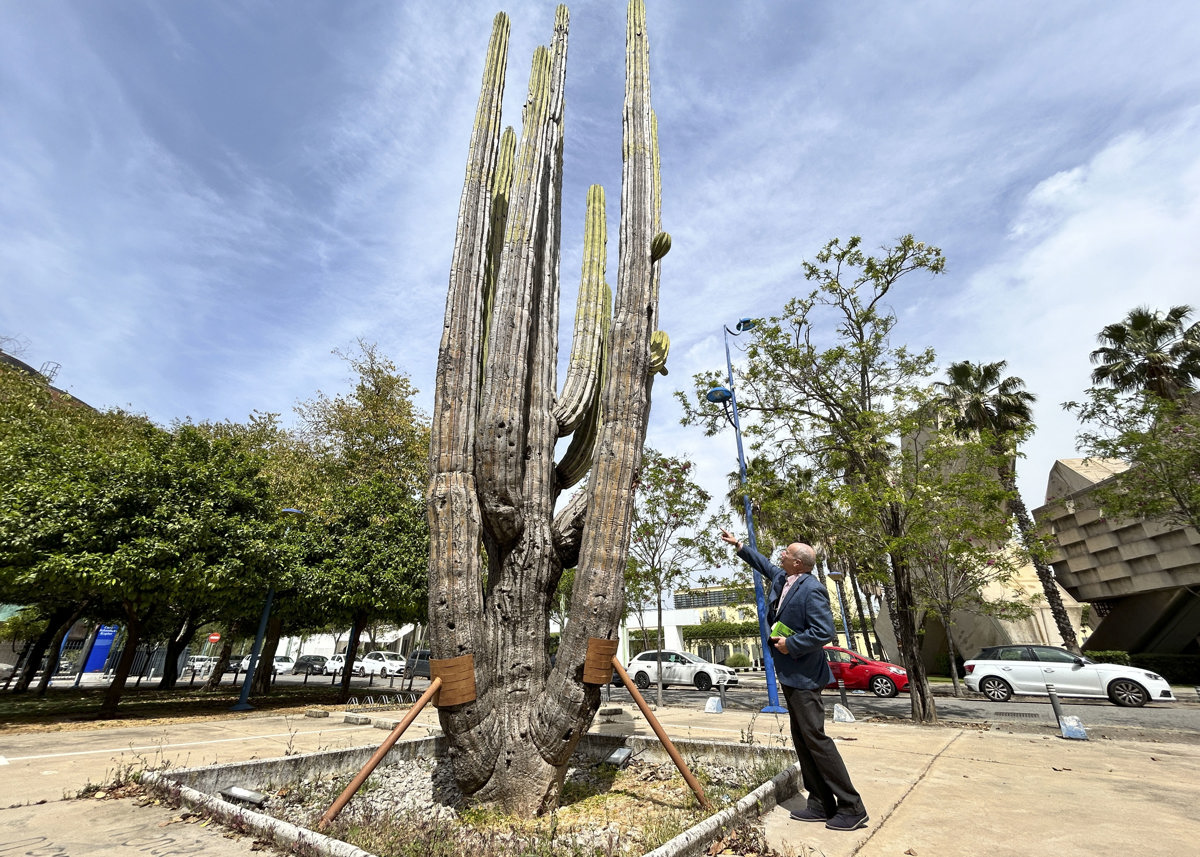 En España intentan rescatar un cactus gigante de mil 500 años regalado por México