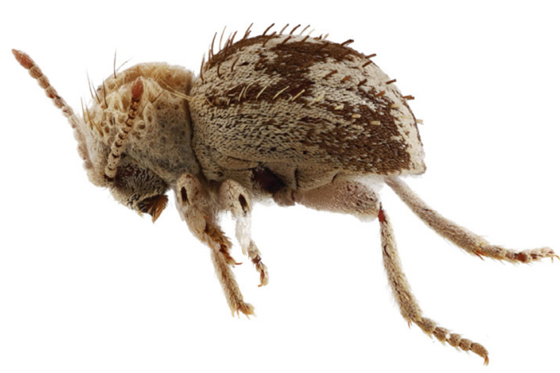 Descubren una nueva especie de ‘escarabajo araña’ en reserva de la costa sur de Perú