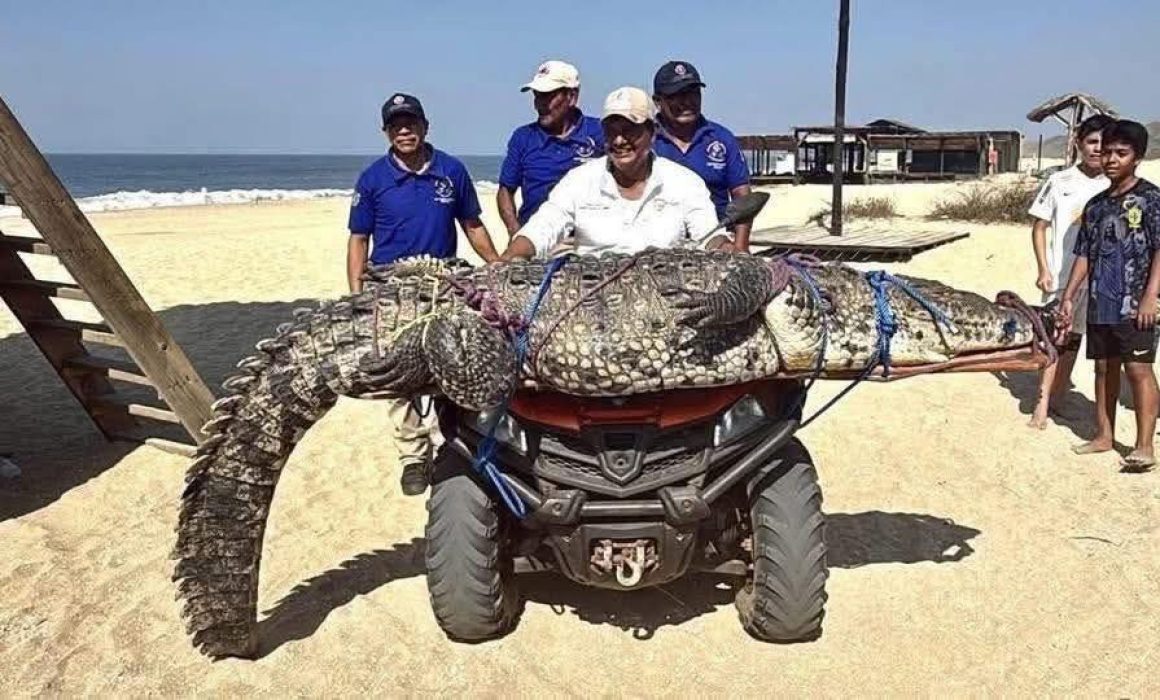 Capturan y reubican a cocodrilo de tres metros en Playa Bacocho, Oaxaca