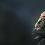 Estadounidenses se oponen a que Trump envíe tropas a Irán, según encuestas