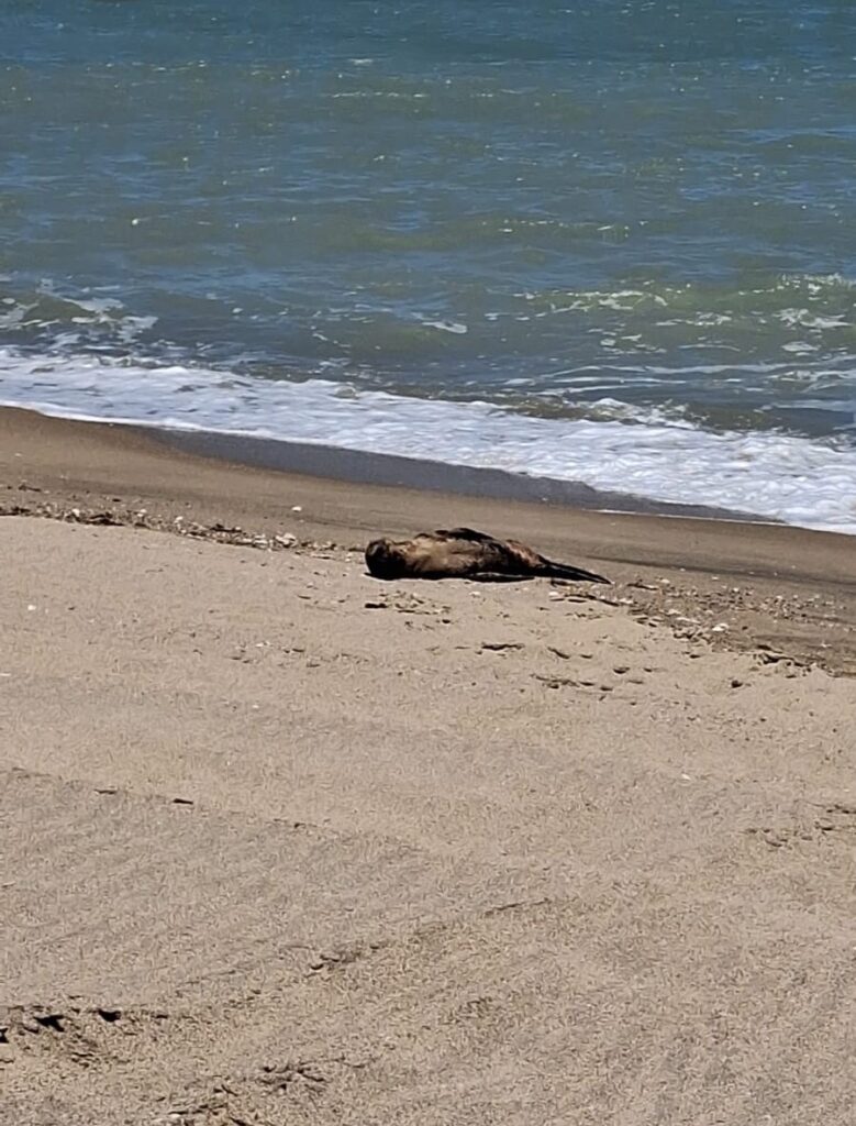 Rescatan a lobo marino con signos de enfermedad en Baja California - 73fdcc6a-71fa-4604-9f9a-545683e6ecff-779x1024