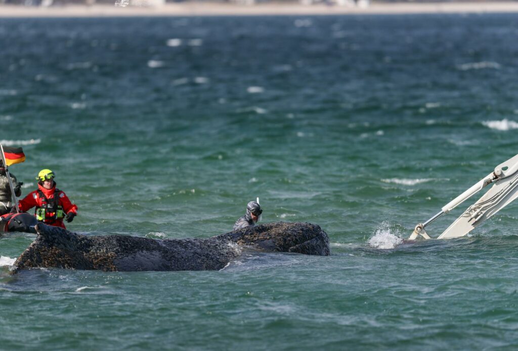 El cadáver de ballena muerta frente a isla danesa es remolcado a la playa para la autopsia - 94b2d0ab5aee01dc52bd94bb35e5b0ba7a5a074cw-1024x693