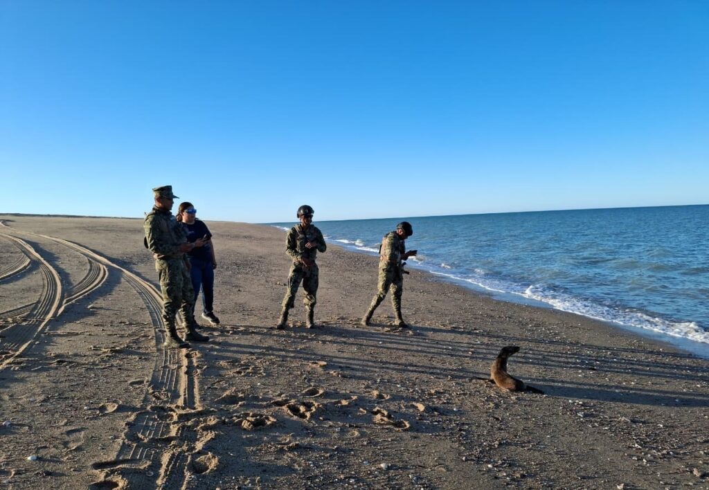Rescatan a lobo marino con signos de enfermedad en Baja California