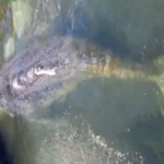 Biólogo mexicano lidera rescate histórico y próxima liberación de “Timmy”, la ballena jorobada