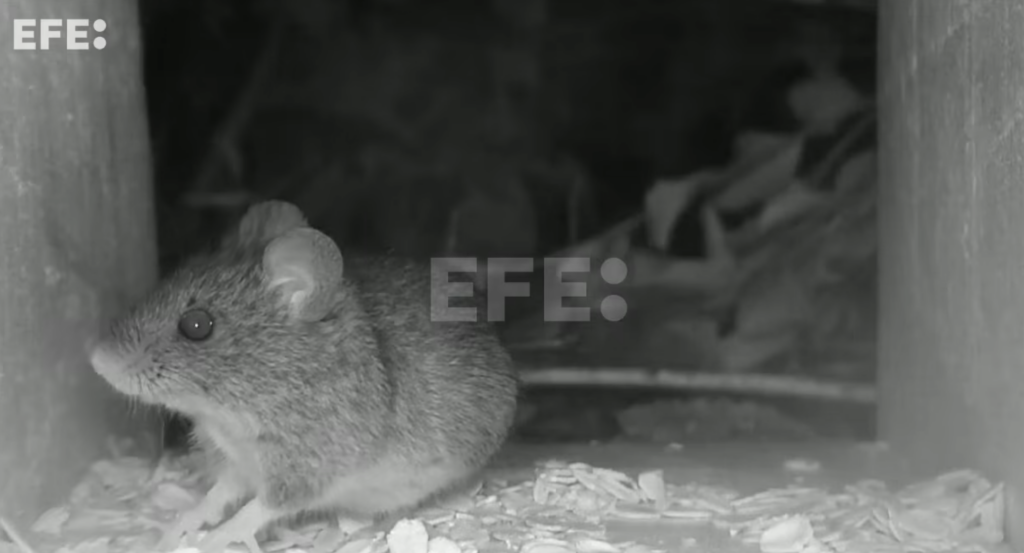 El colilargo, el roedor asociado al brote de hantavirus en el crucero MV Hondius