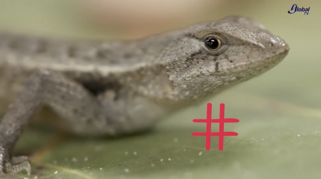 Lagartijas yucatecas podrían disminuir su población por cambio climático Lagartijas yucatecas podrían disminuir su población por cambio climático