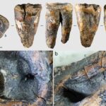 Neandertales trataban caries usando herramientas de piedra hace 60 mil años