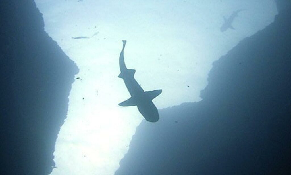 Tiburones con sensores ayudan a mejorar pronósticos climáticos de áreas lejanas del mar
