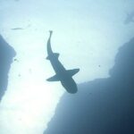 Tiburones con sensores ayudan a mejorar pronósticos climáticos de áreas lejanas del mar