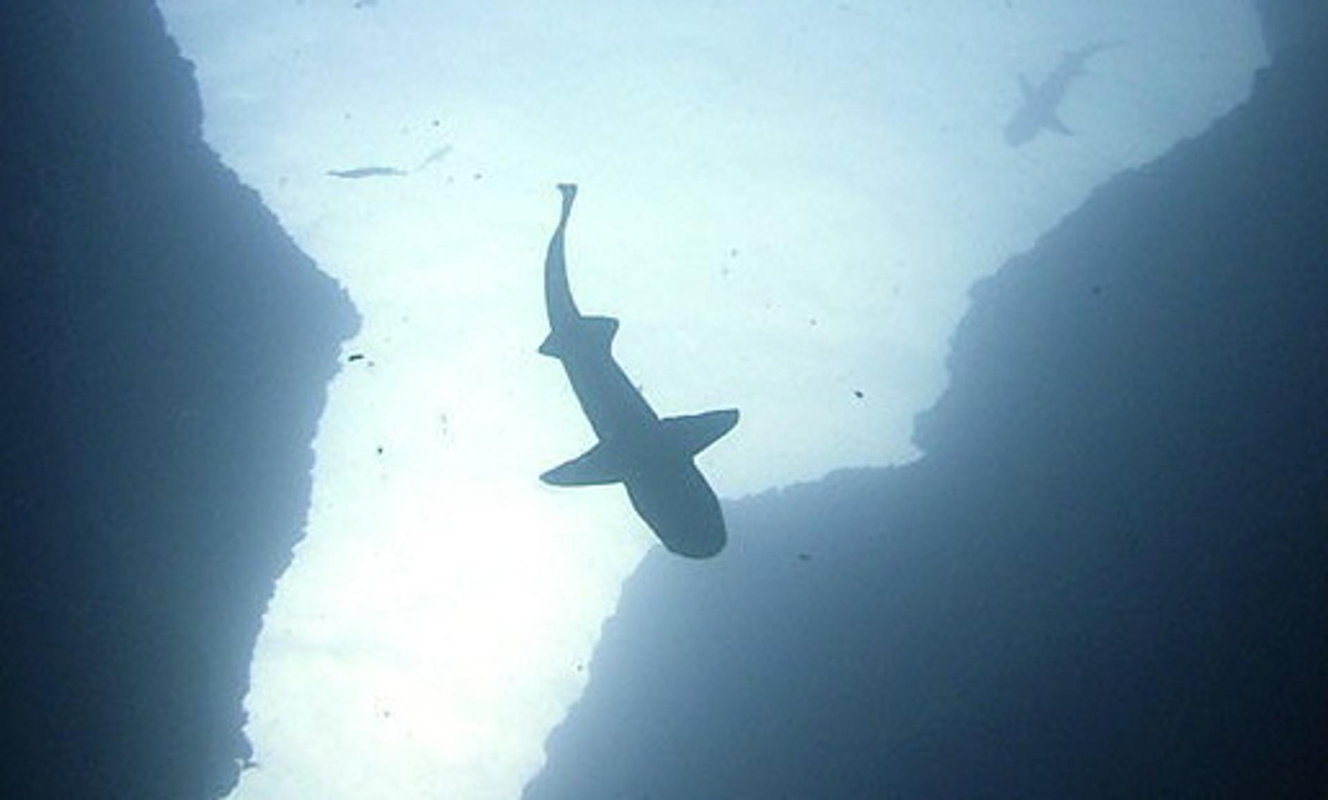 Tiburones con sensores ayudan a mejorar pronósticos climáticos de áreas lejanas del mar