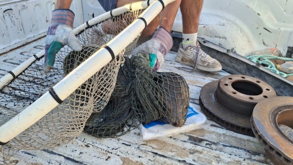 Rescatan a lobo marino con signos de enfermedad en Baja California - e3faa7cc-8aff-4d8e-b027-3d8faf99d66d-1024x576