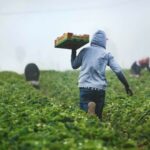 El sector agroalimentario mexicano ve la estacionalidad como el mayor riesgo del T-MEC