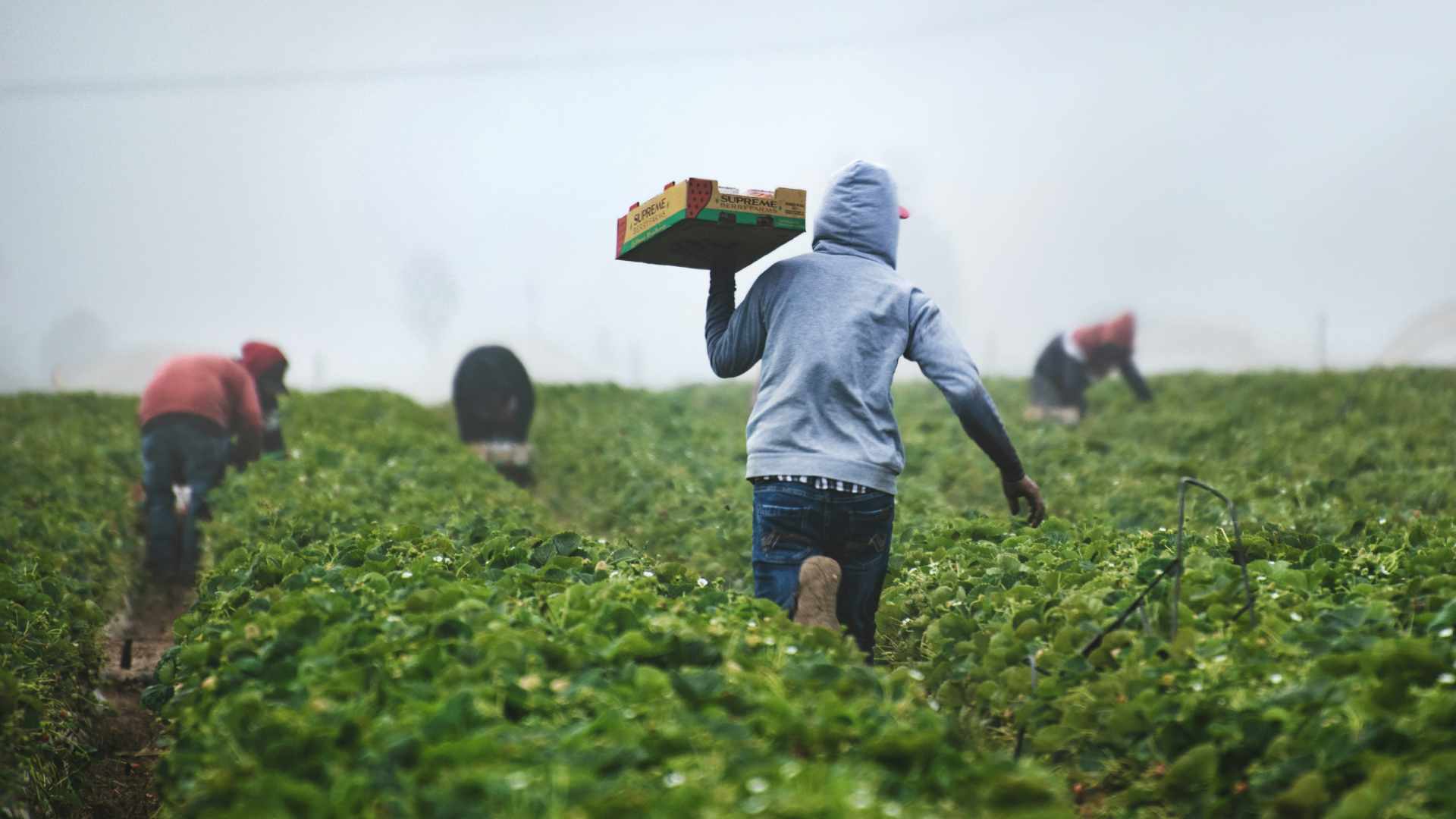 El sector agroalimentario mexicano ve la estacionalidad como el mayor riesgo del T-MEC El sector agroalimentario mexicano ve la estacionalidad como el mayor riesgo del T-MEC