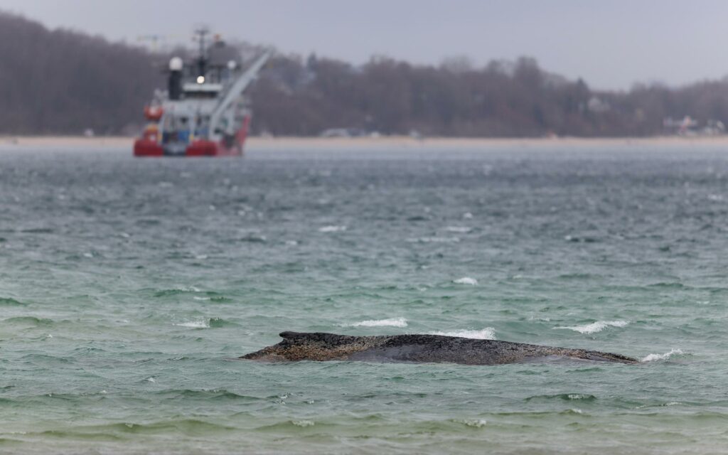 El cadáver de ballena muerta frente a isla danesa es remolcado a la playa para la autopsia