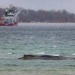 El cadáver de ballena muerta frente a isla danesa es remolcado a la playa para la autopsia