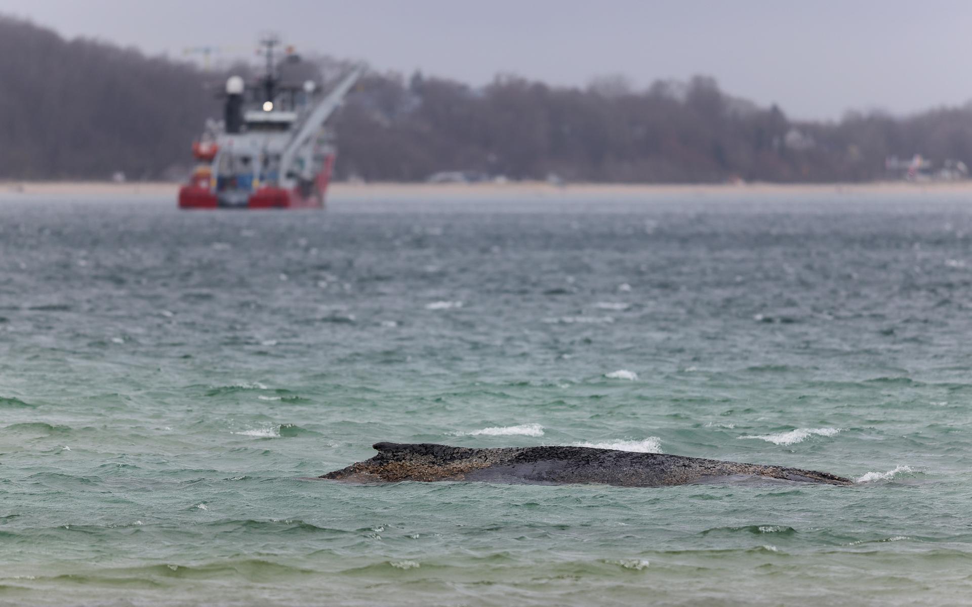 El cadáver de ballena muerta frente a isla danesa es remolcado a la playa para la autopsia