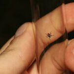 Enfermedades por garrapatas, ¿qué estados concentran más casos?