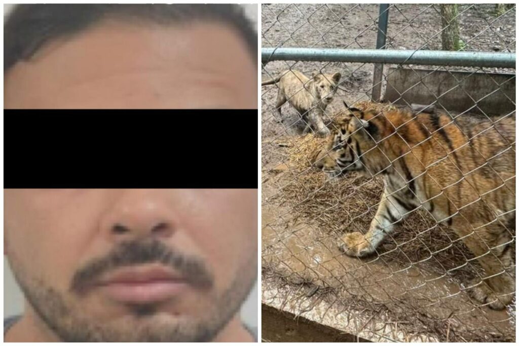 Detienen a líder de una célula afín al Cártel del Noroeste tras operativos en Nuevo León