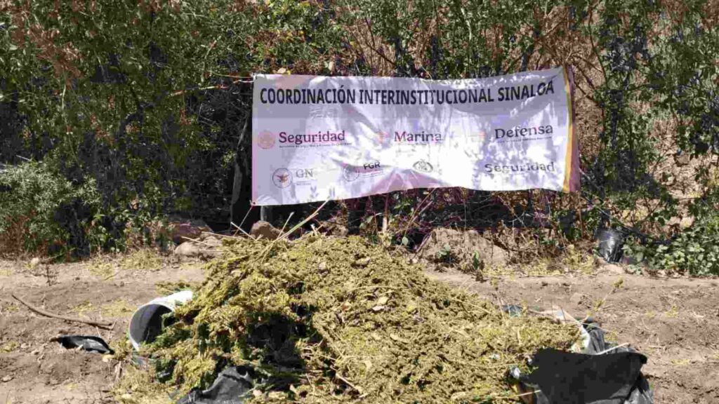 Destruyen presunto secadero de marihuana en la zona del Lago Walamito, Sinaloa - marina-destruye-presunto-secadero-de-marihuana-en-la-zona-del-lago-walamito-sinaloa-1-1024x576