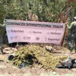 Destruyen presunto secadero de marihuana en la zona del Lago Walamito, Sinaloa