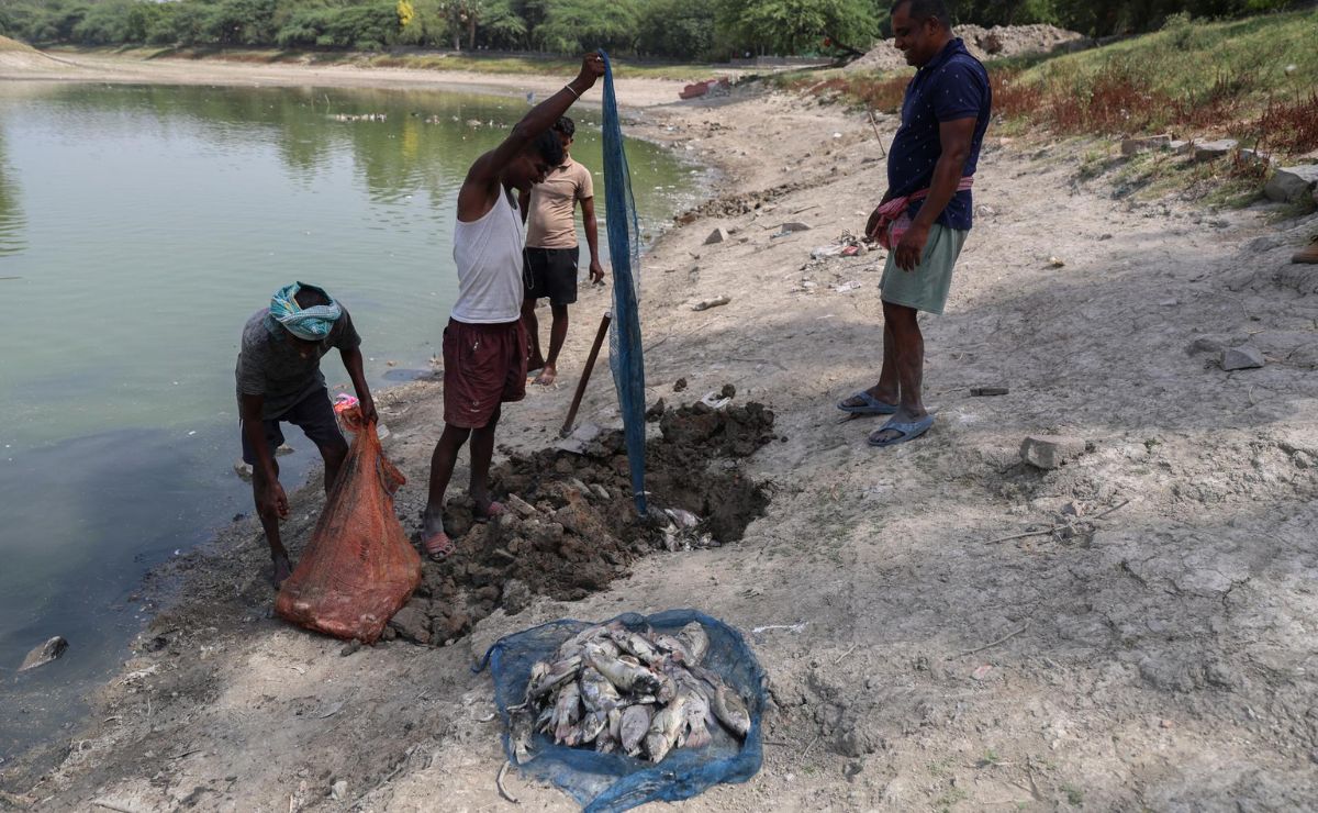 El calor extremo y la contaminación matan a cientos de peces en un lago de India - muerte-de-peces-en-el-lago-sanjay