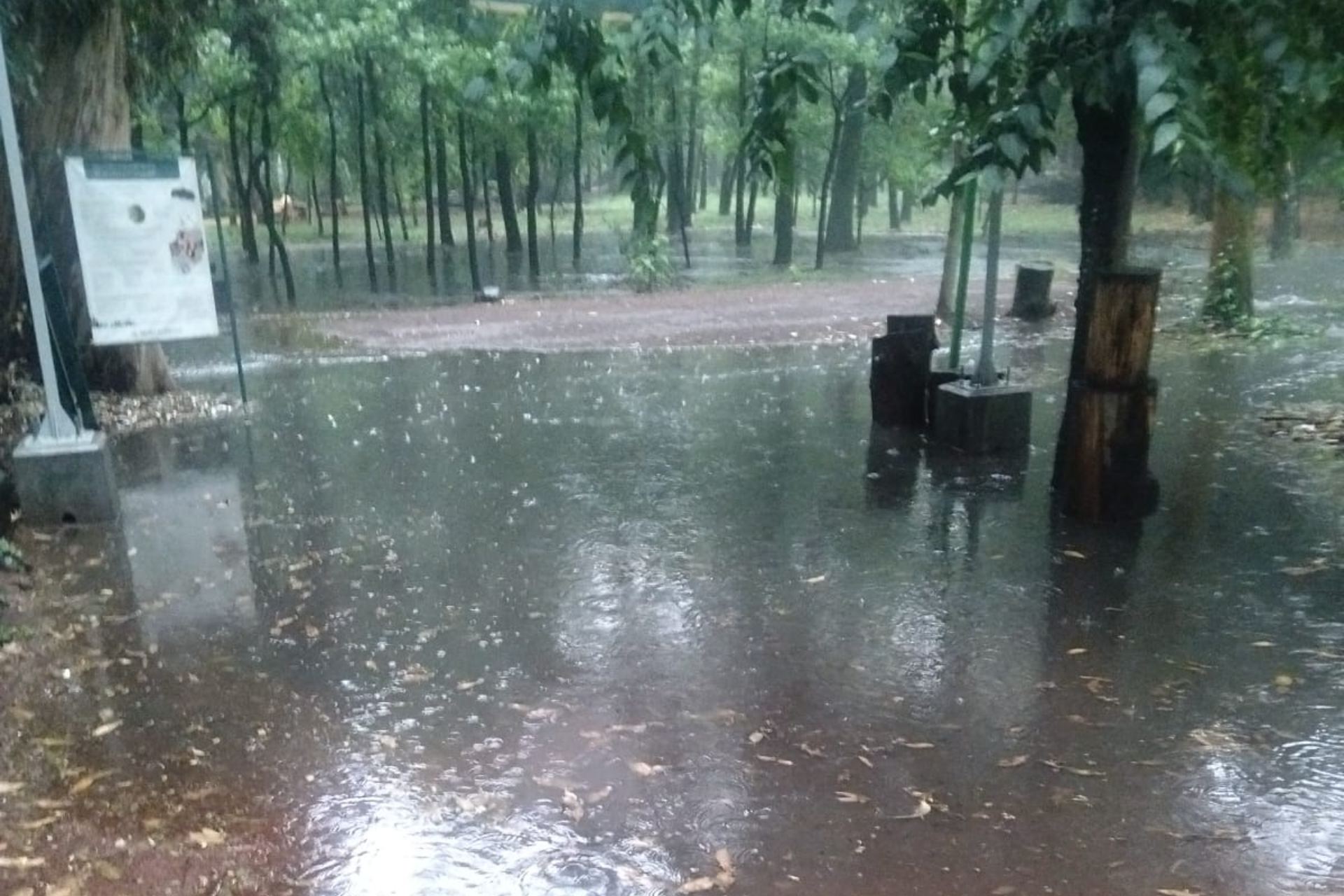 Semarnat confirma fecha de reapertura del Parque Viveros de Coyoacán