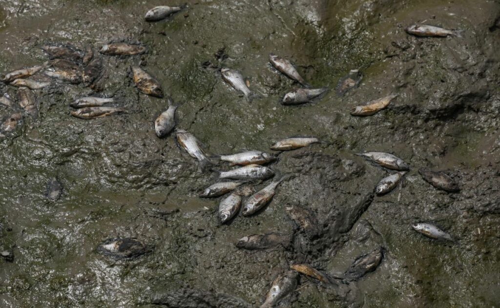 El calor extremo y la contaminación matan a cientos de peces en un lago de India