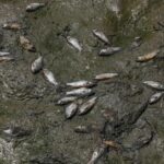 El calor extremo y la contaminación matan a cientos de peces en un lago de India