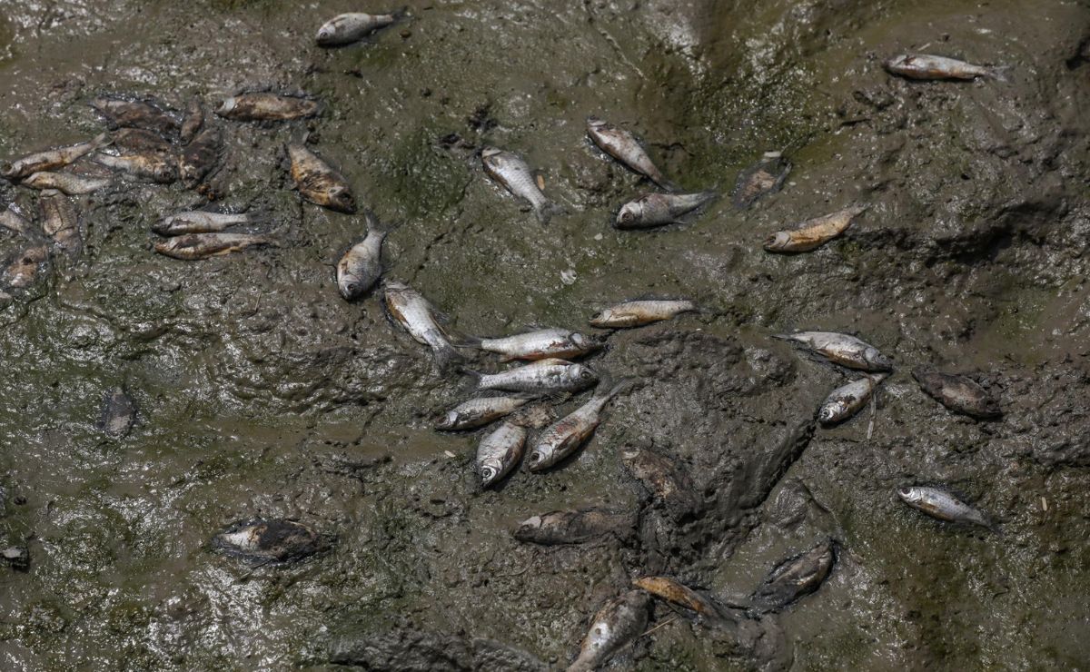 El calor extremo y la contaminación matan a cientos de peces en un lago de India El calor extremo y la contaminación matan a cientos de peces en un lago de India