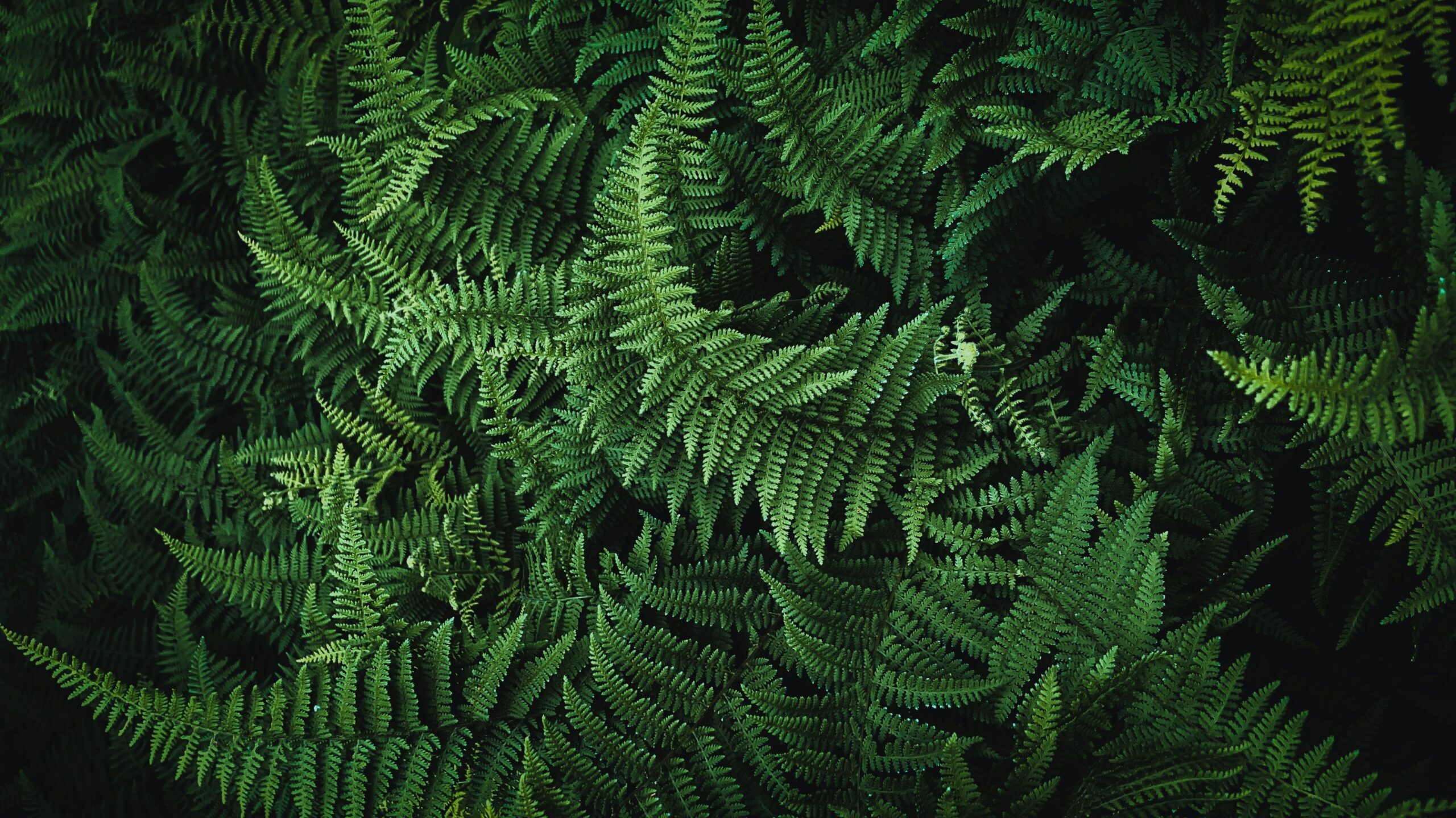 Las plantas sobrevivieron al asteroide que mató a los dinosaurios duplicando su genoma