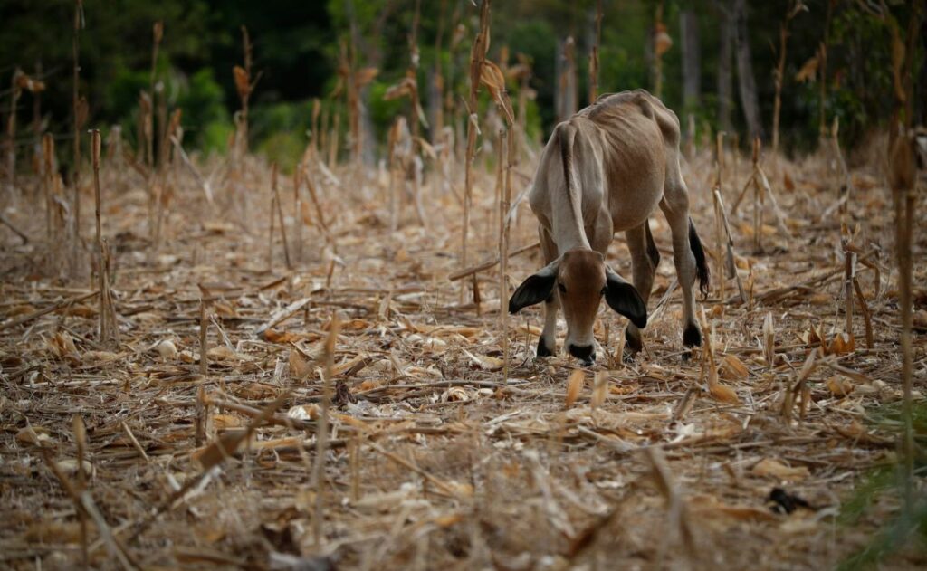ONU alerta que ‘El Niño’ aumenta la inseguridad alimentaria en América Latina y el Caribe