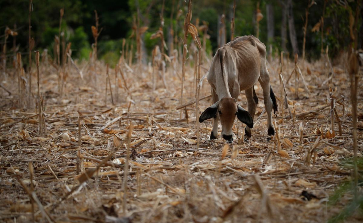 ONU alerta que ‘El Niño’ aumenta la inseguridad alimentaria en América Latina y el Caribe ONU alerta que ‘El Niño’ aumenta la inseguridad alimentaria en América Latina y el Caribe