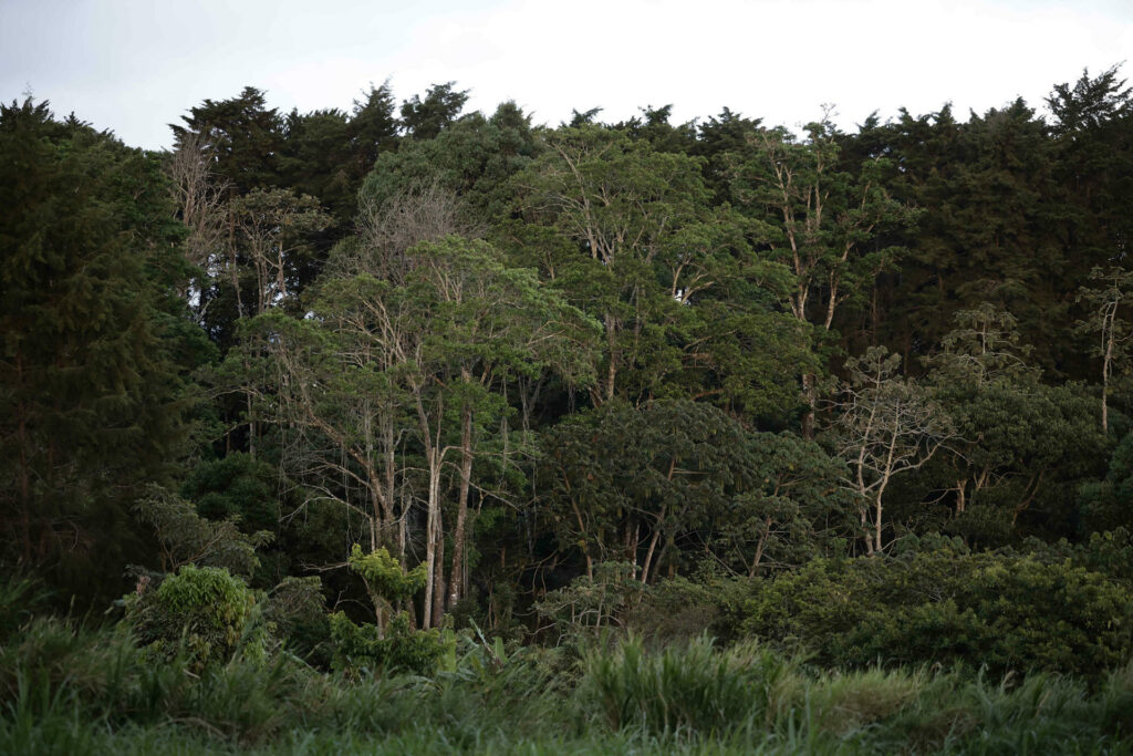 Superficie forestal mundial se redujo en 41 millones de hectáreas entre 2015 y 2025
