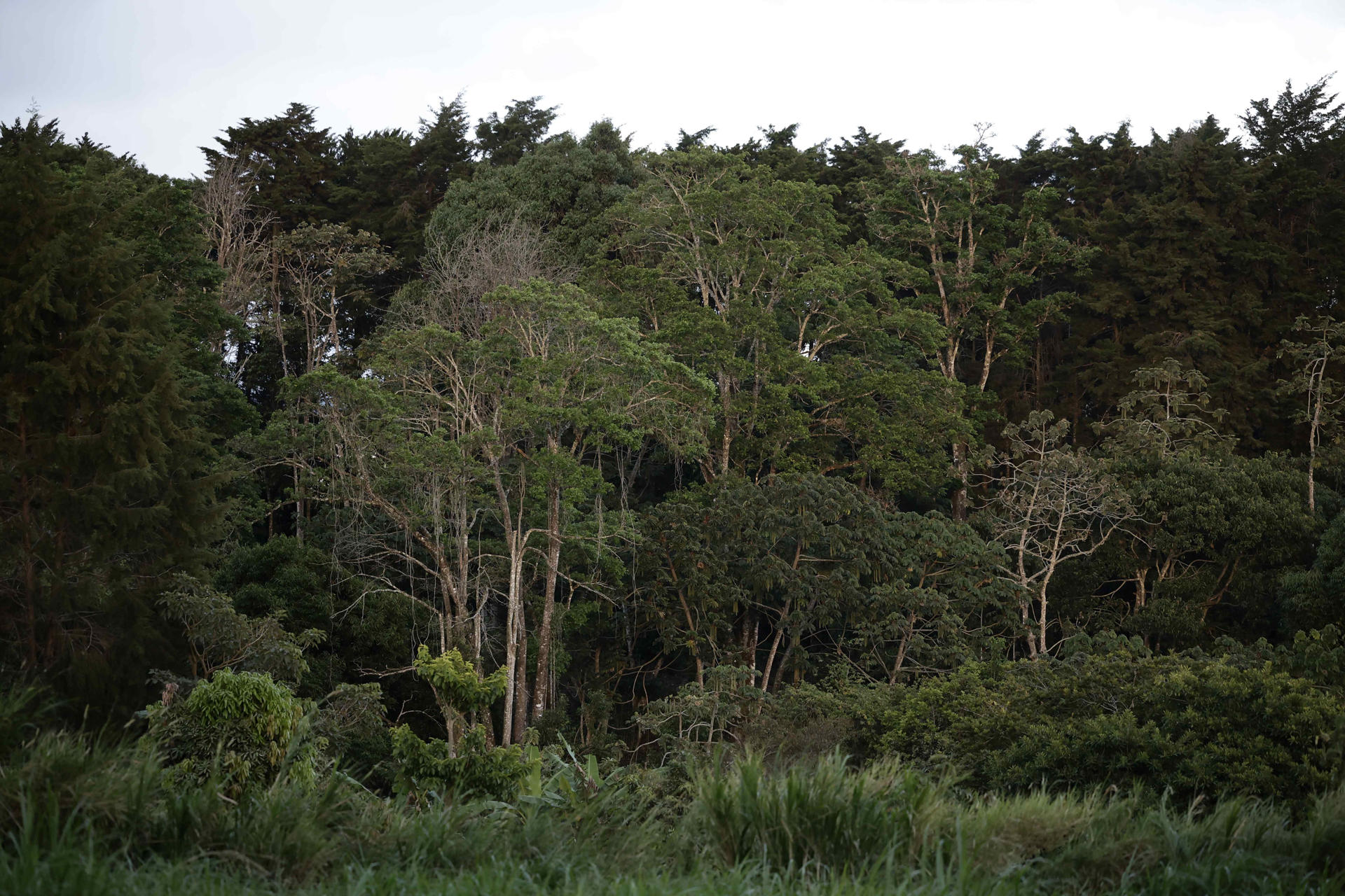 Superficie forestal mundial se redujo en 41 millones de hectáreas entre 2015 y 2025
