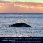 Encuentran muerta a la ballena “Timmy”
