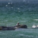 Ballena ‘Timmy’ que murió en Alemania será convertida en biocombustible