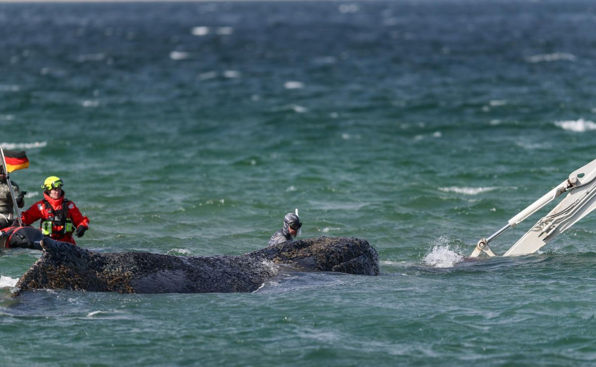 Ballena ‘Timmy’ que murió en Alemania será convertida en biocombustible Ballena ‘Timmy’ que murió en Alemania será convertida en biocombustible
