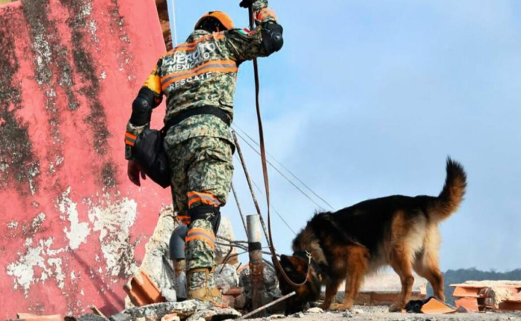 Estos son los 22 binomios caninos mexicanos que laboran en Venezuela por los sismos