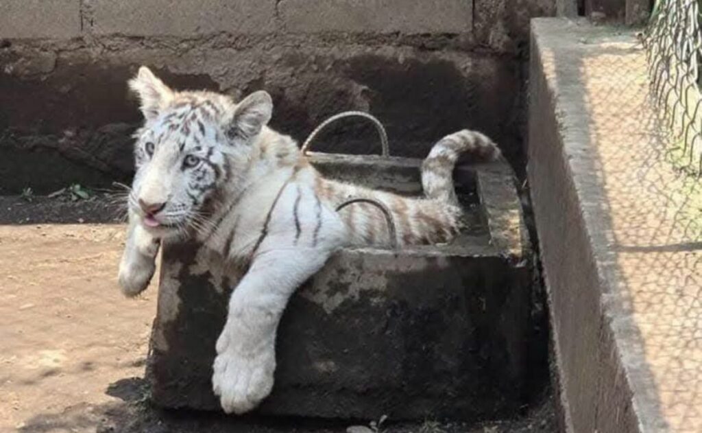 Hallan zoológico clandestino en Chalco; aseguran un tigre, león y dos pumas