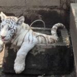 Hallan zoológico clandestino en Chalco; aseguran un tigre, león y dos pumas